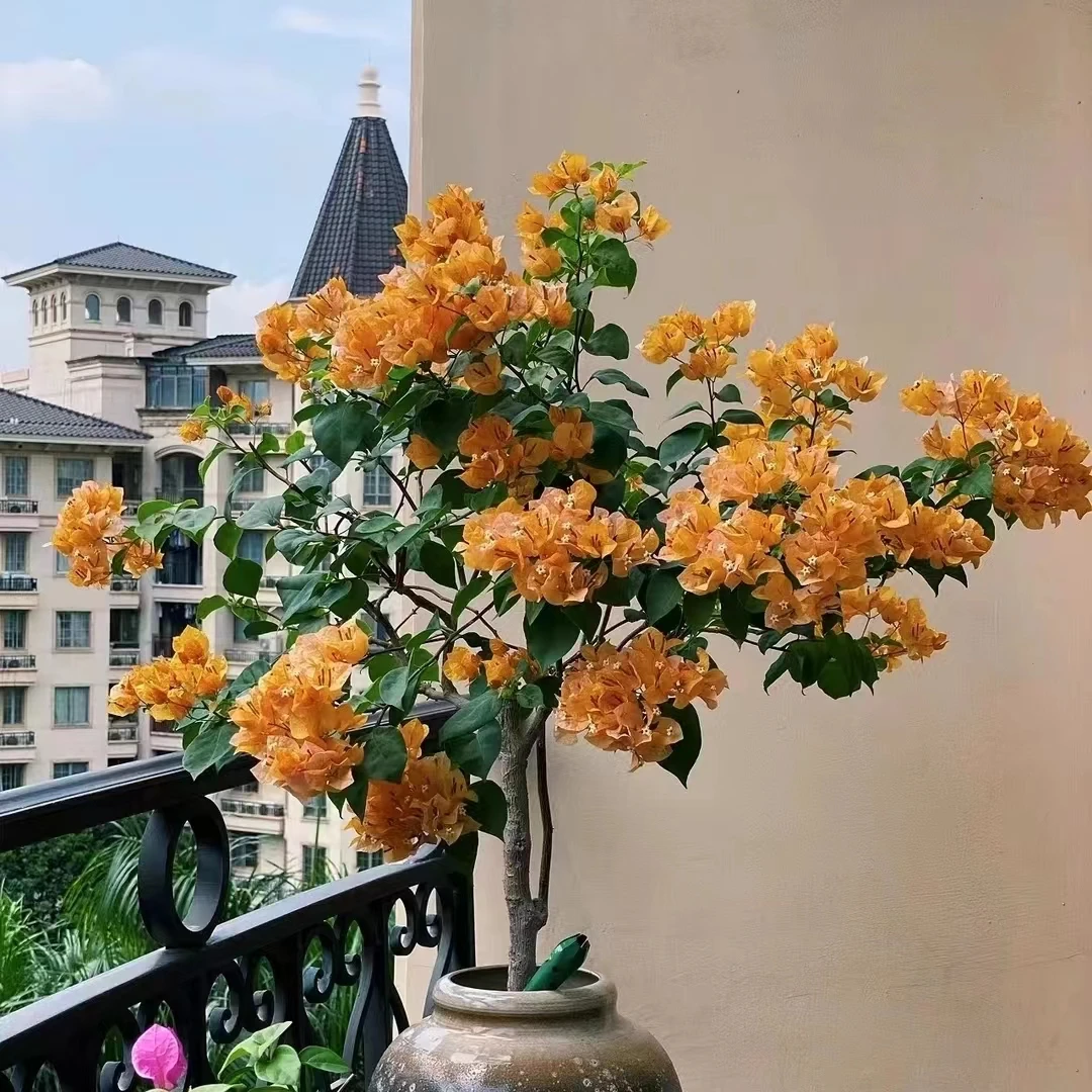 【加州黄金】三角梅四季开花庭院阳台好养绿植