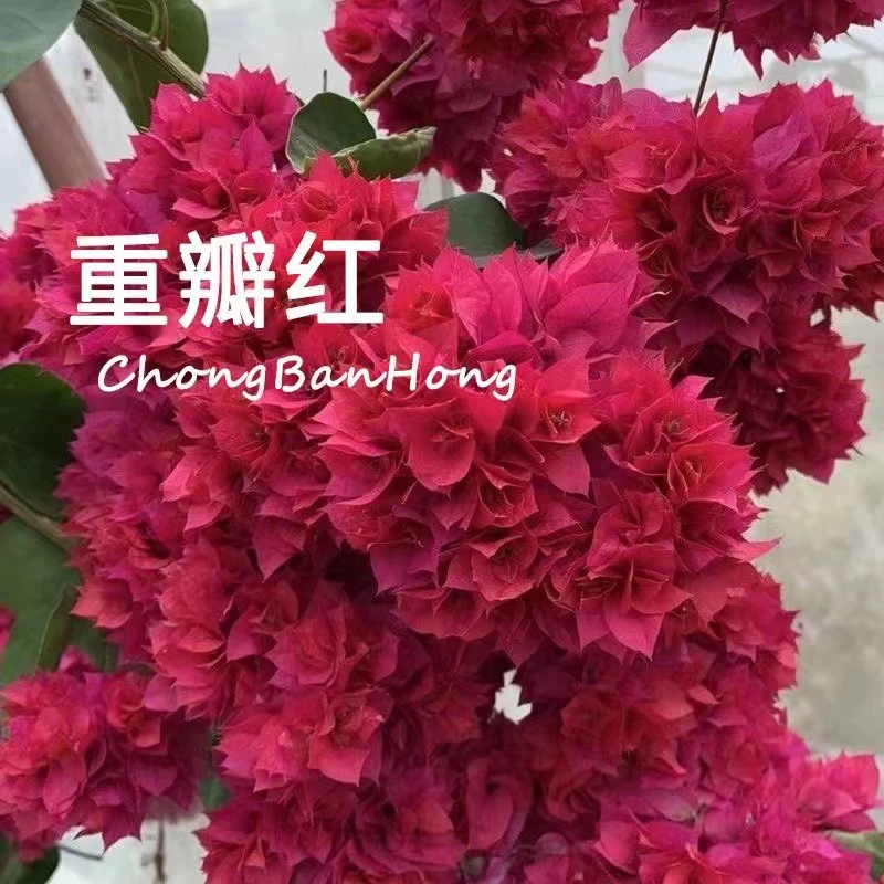 【重瓣红】三角梅四季开花可爬藤可垂丝不带花