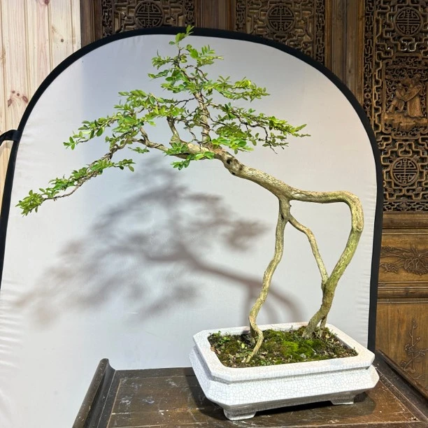 山采湖北恩施瓜子黄杨高度1米冠服85