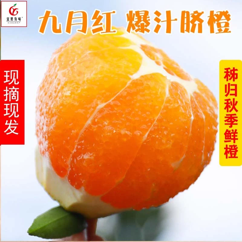 湖北秭归脐橙九月红当季新鲜水果整箱精选手剥秋橙5斤9斤顺丰包邮