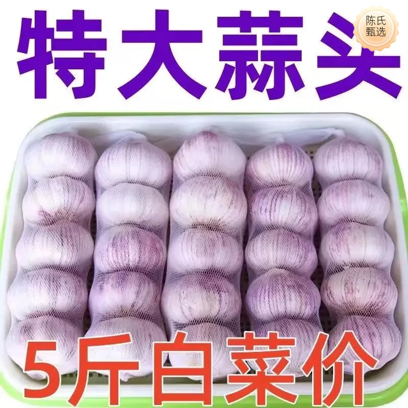 2023新干大蒜山东紫皮100g紫皮紫皮蒜新鲜包邮金乡紫皮蒜辣味脆嫩