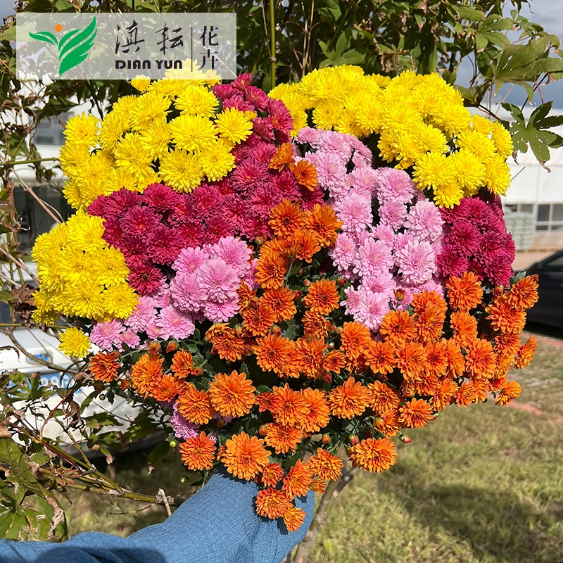 彩球菊千头菊冠盆栽带花苞幅饱满花型优美四季开花室内外好养花卉