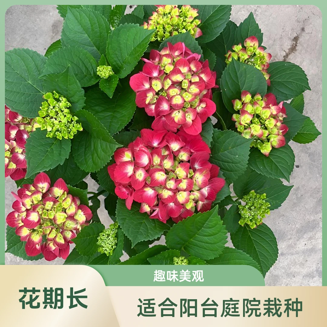 红宝石红色大花绣球八仙花适合阳台庭院栽种云南基地知道原盆原土