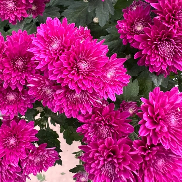 帝王水晶荷兰菊四季开花耐寒耐热好养原盆基地发货日常植株生长