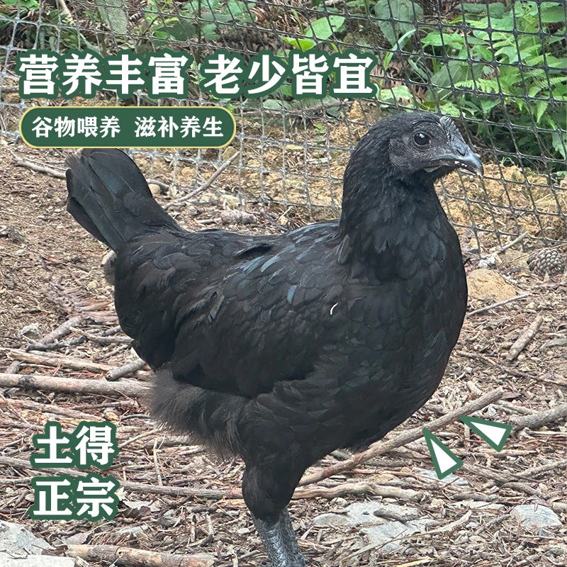 湘西正宗生态农家乌骨鸡深山农家走地鸡现宰现发 顺丰包邮