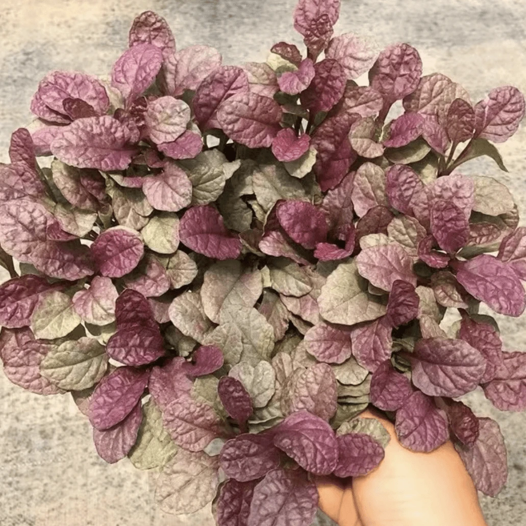 【霓虹灯筋骨草】 耐寒耐热抗冻地被庭院