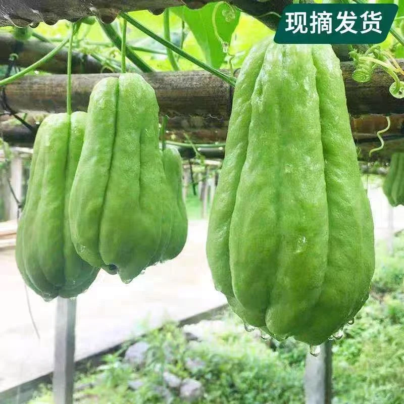 贵州高山农家种植现摘现发新鲜佛手瓜棚瓜千斤瓜炒菜炖汤鲜嫩凉拌