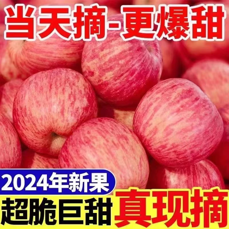 【买五斤送五斤】2024年陕西红富士苹果果园产地现摘现发脆甜