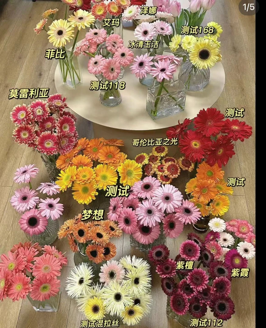 【凑单福利】随机色系非洲菊20枝，颜色品种不选（坤）