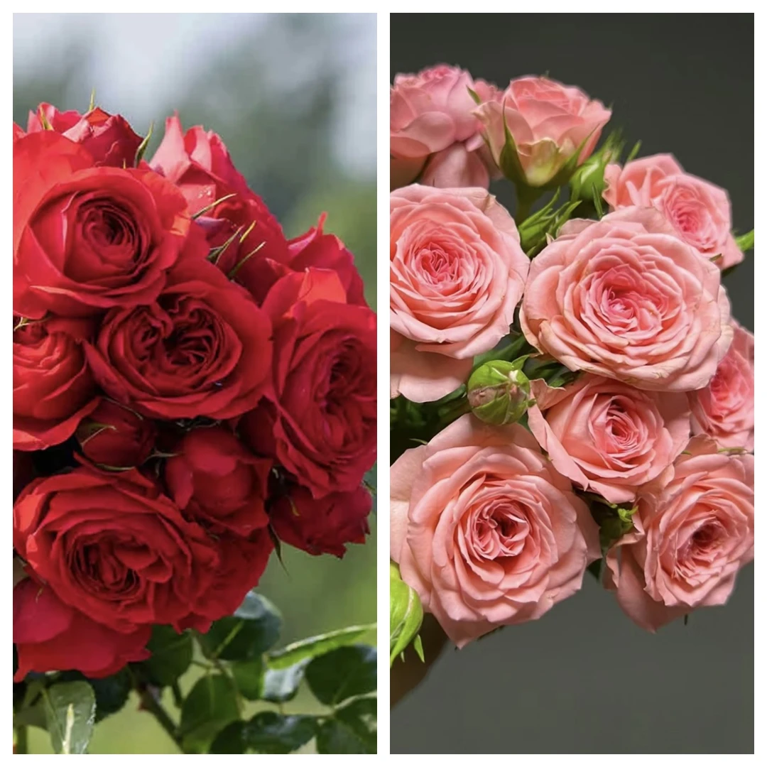 【红苹果+仙度瑞拉】花苞发货月季花春夏秋冬开花阳台庭院栽种