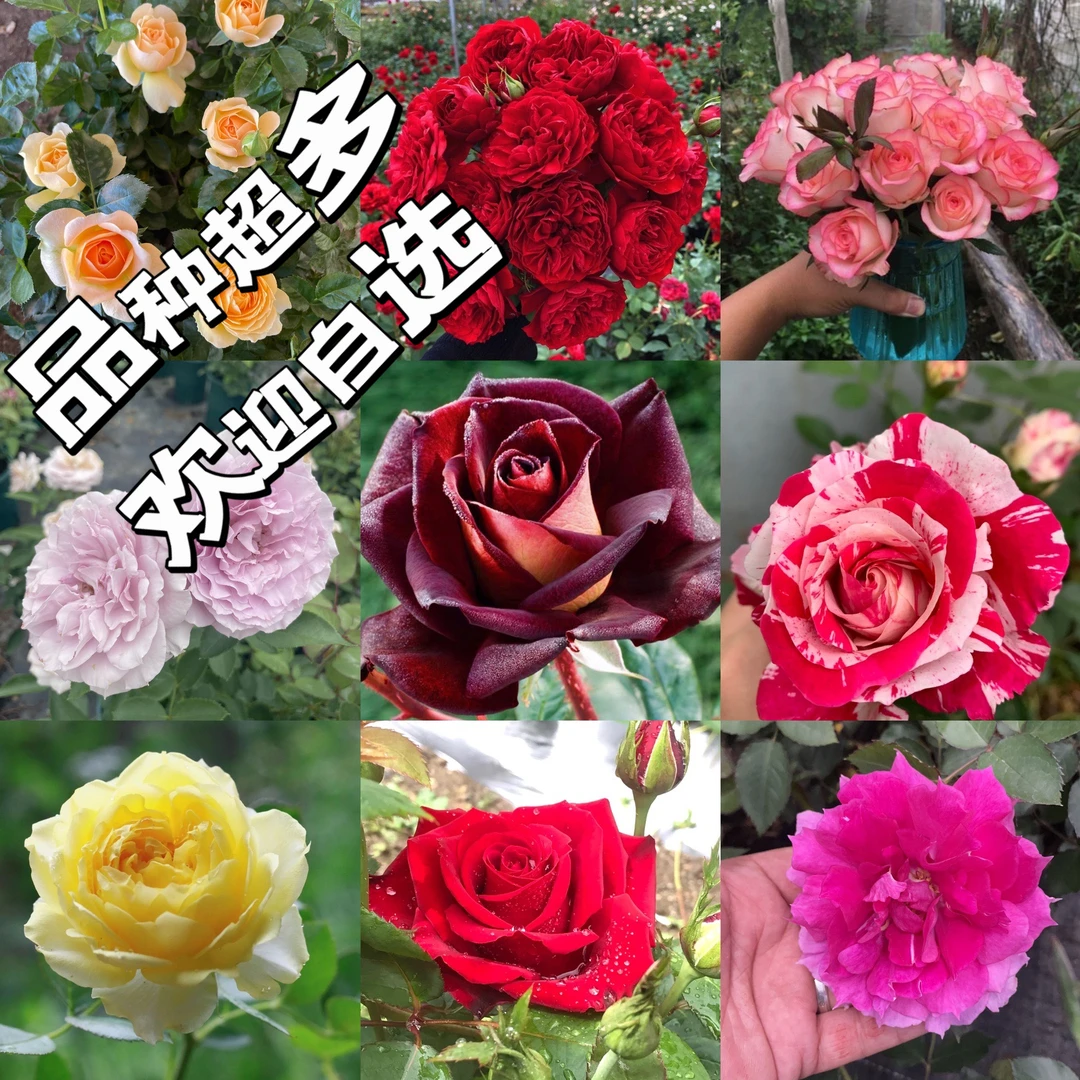 【180大盆】大苗月季盆栽自选玫瑰花带盆带土带花苞阳台庭院好养