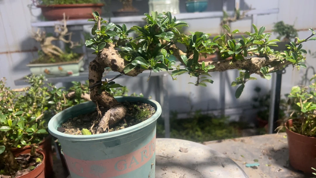 福利款，原盆原土，基地直发，大乔。