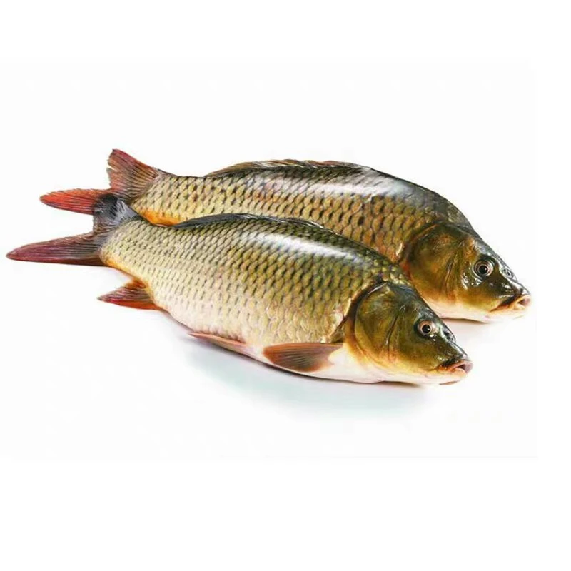 东平湖野生鲤鱼黄河鲤鱼淡水冷冻整条发货杀完损耗在15％