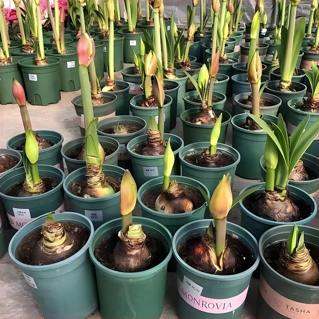 朱顶红盆栽精选种球好球[特价]花卉特色观赏【正版朱顶红】四季超大