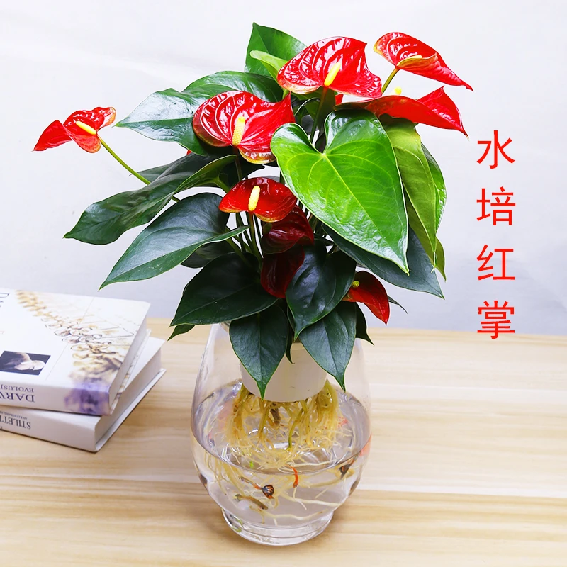 水培红掌盆栽带花花卉植物室内好养绿植懒人四季开花粉掌鸿运当头