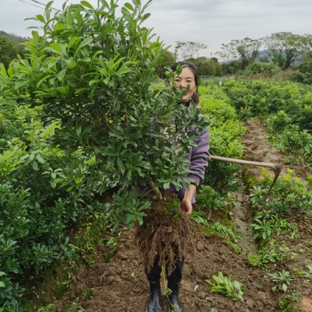 （东魁1）5年东魁绿植盆栽带土