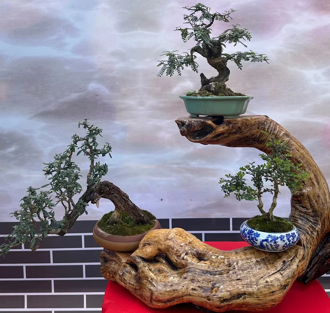 原生山采老桩一物一拍《盆景素材》一物一拍