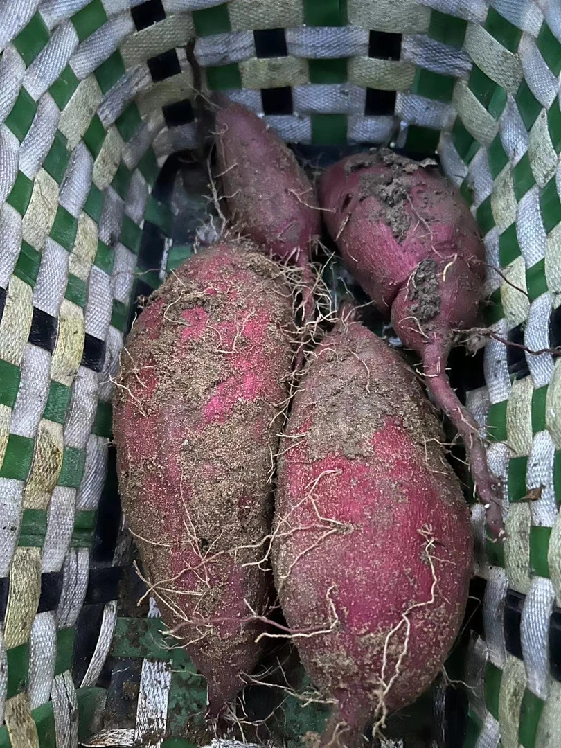 农家正宗紫薯红薯