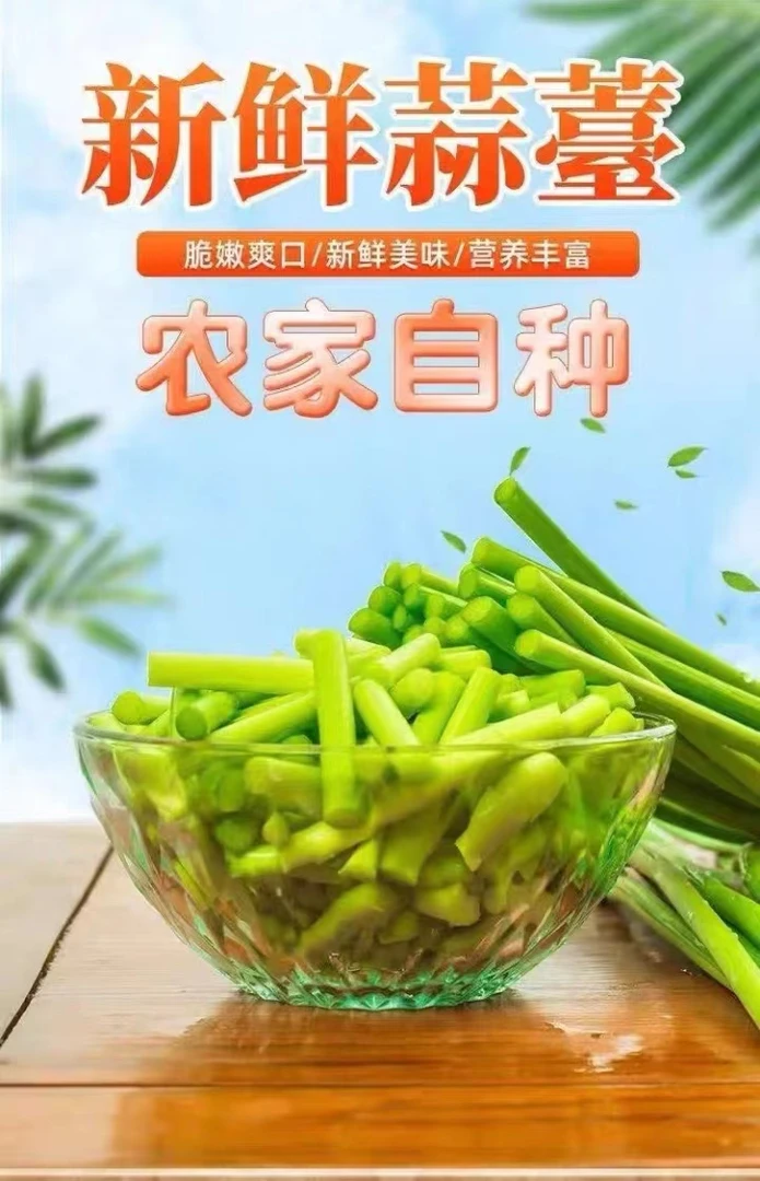 河南红帽蒜苔新鲜蒜薹农家自种现抽现发蒜毫自产自销蒜苗当季蔬菜