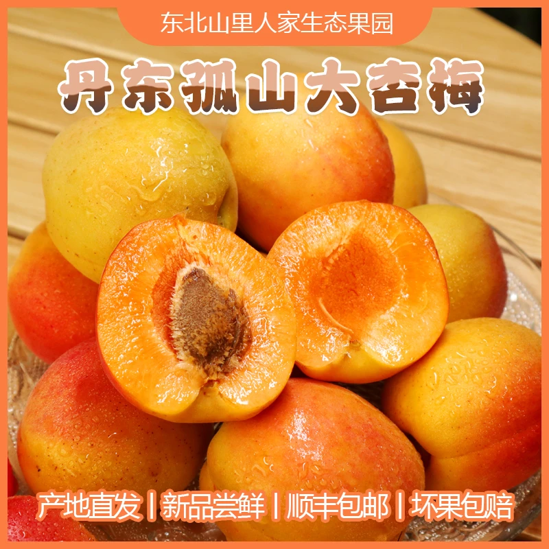 【孤山杏梅】丹东孤山大杏梅大连庄河歇马杏新鲜采摘杏果酸甜肉厚