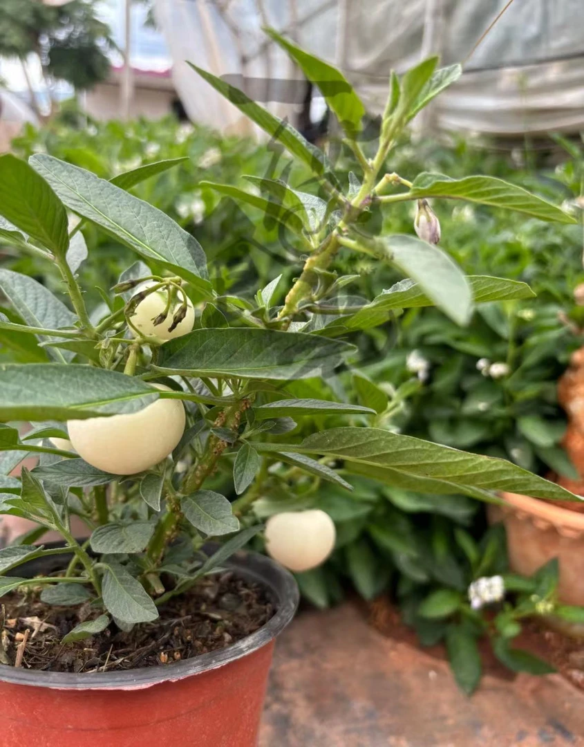 【石林人参果带果盆栽】好种植好管理 阳台 庭院 带土带盆当年结果