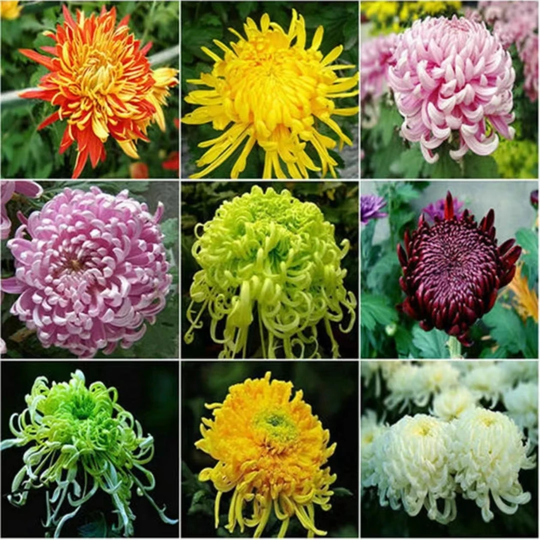 重瓣大菊花苗四季开花食用菊花盆栽室内外阳台庭院观花植物