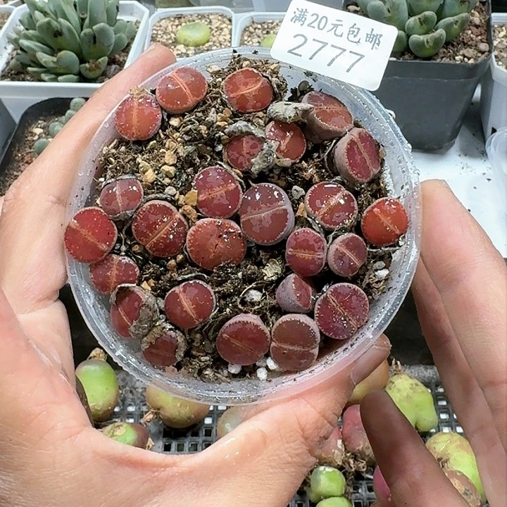 2777 多肉植物。比利时Ko