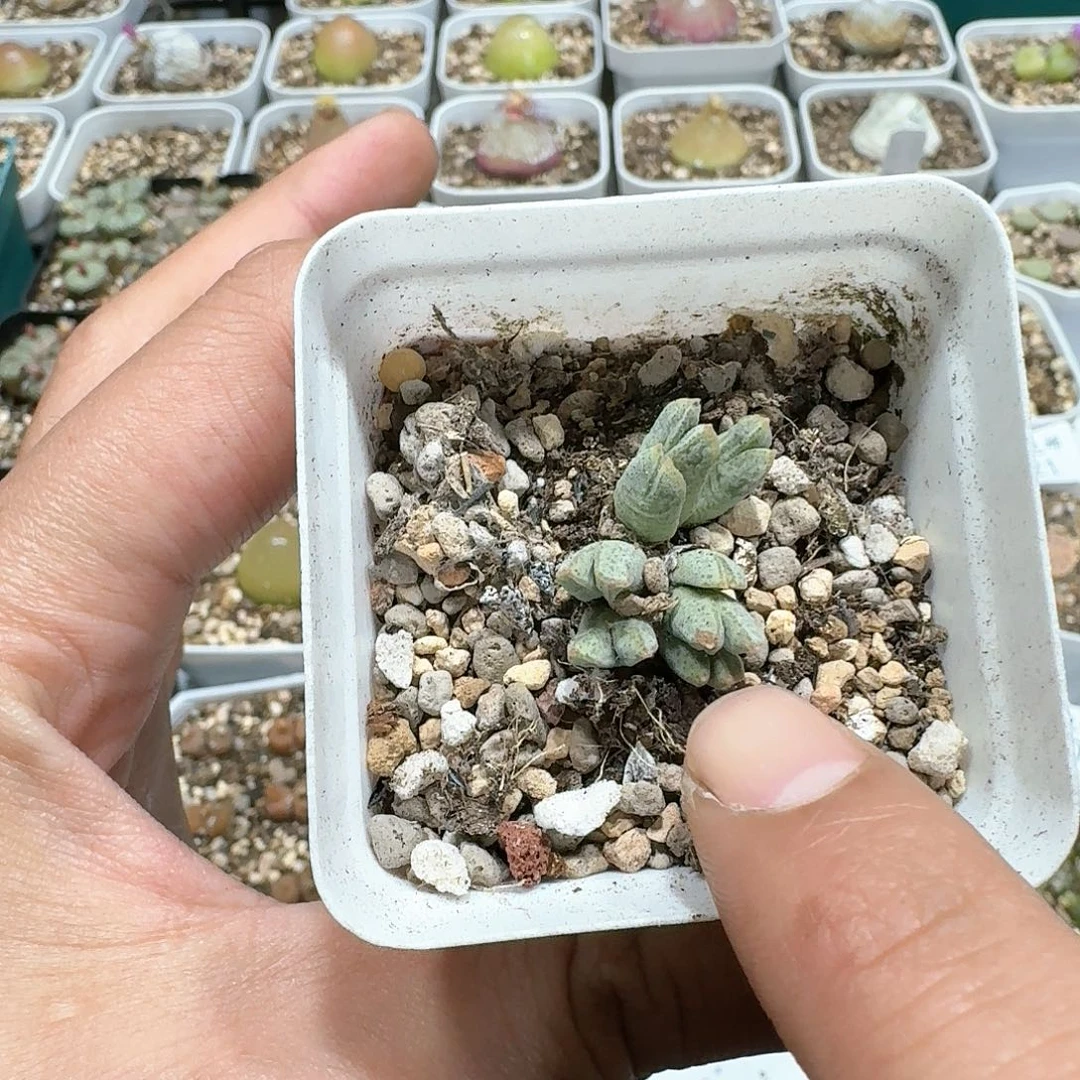 果*2005。多肉植物。猪蹄