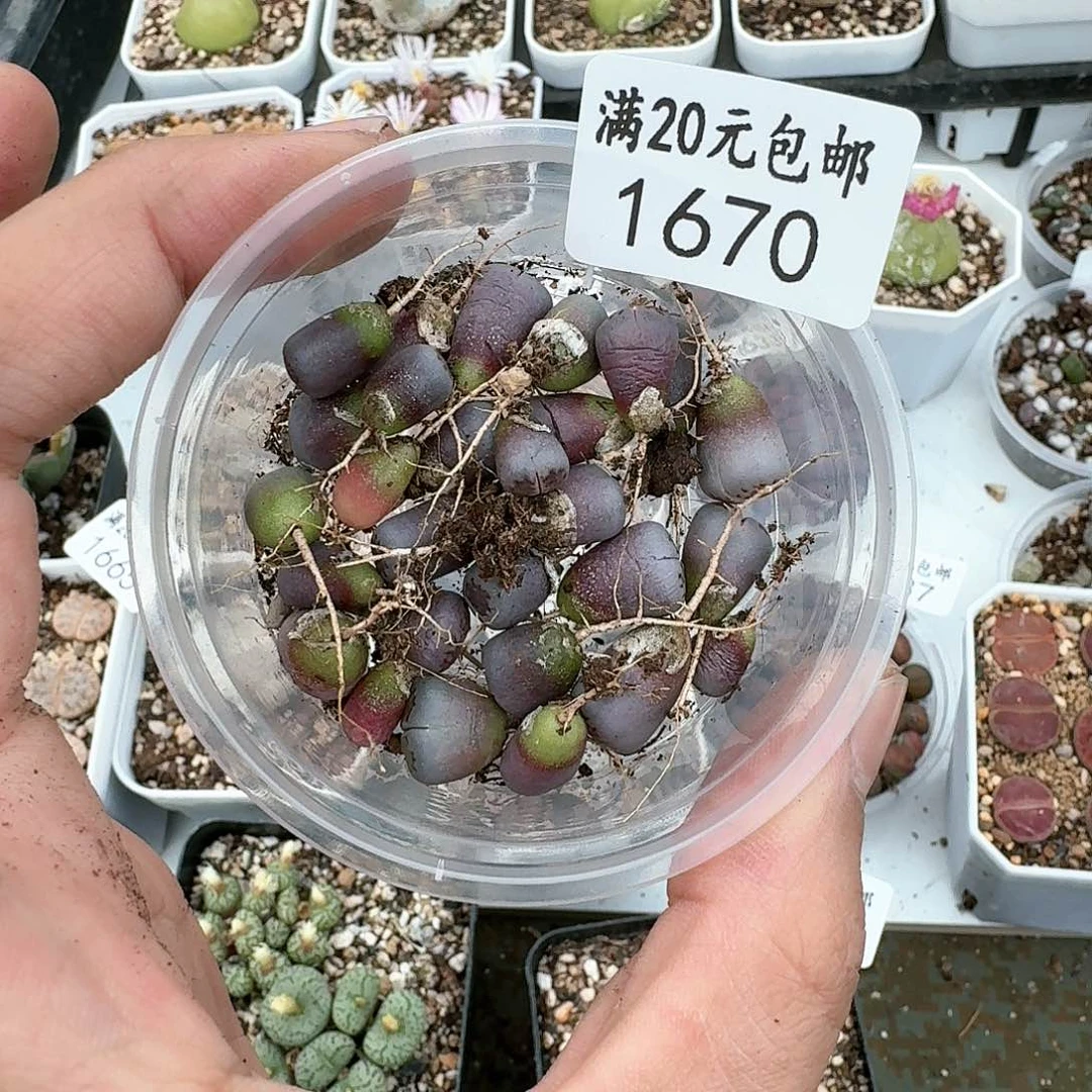 牙*1670。多肉植物。紫菊