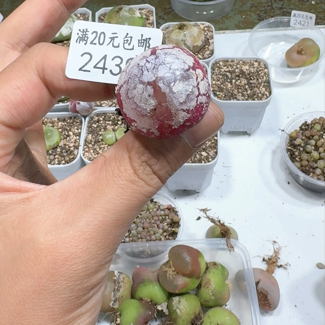 2439。灯泡。尺寸2.9