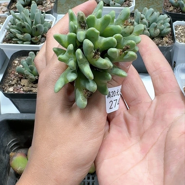 2746。将奔驰。20个头。太美了