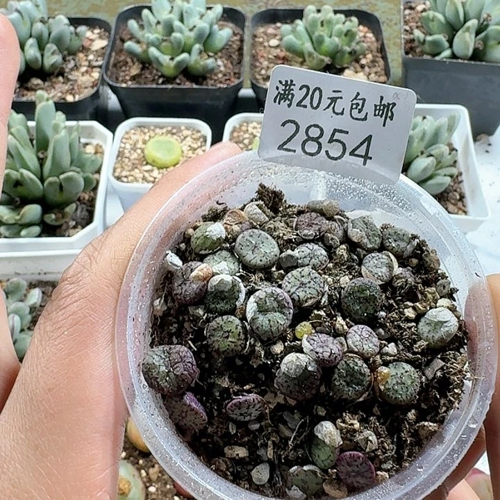 2854。多肉植物 安贞