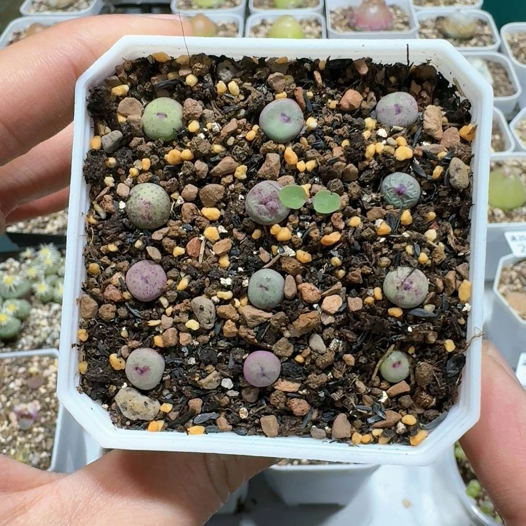 2009。小红嘴 一盒脱土发货