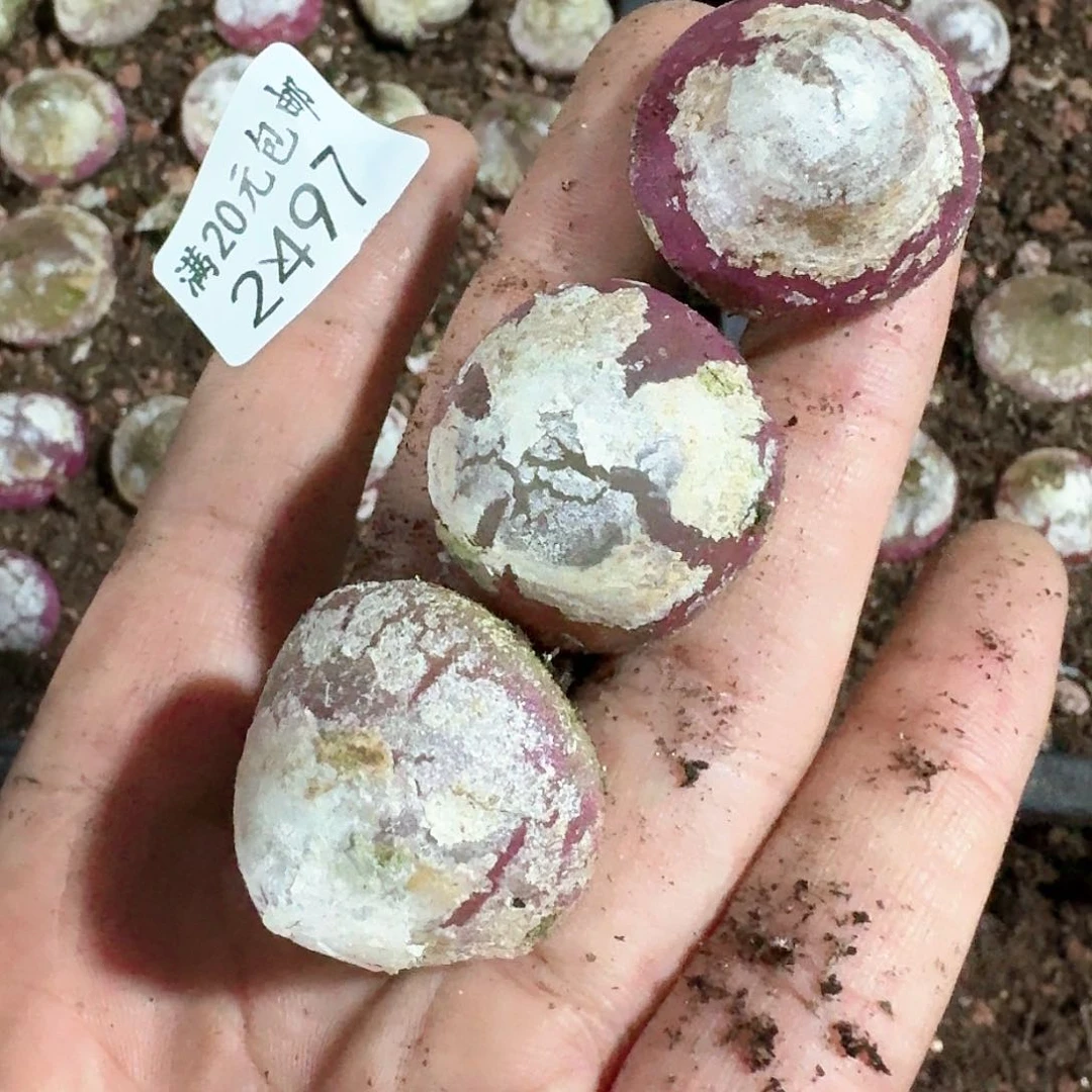 别*哭2497。多肉植物。灯泡三颗