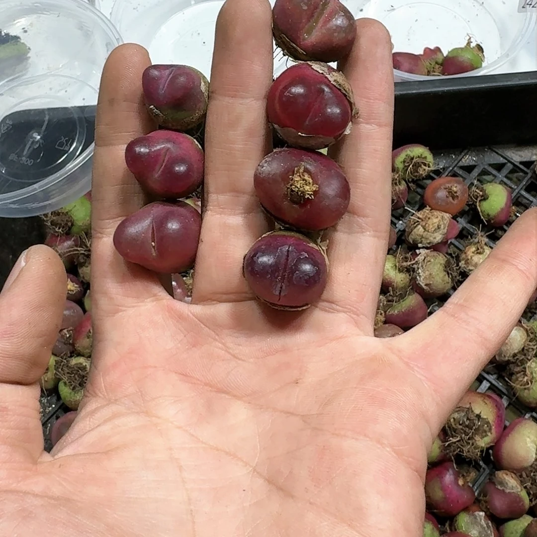 ?****?2512。多肉植物。7颗毛毛