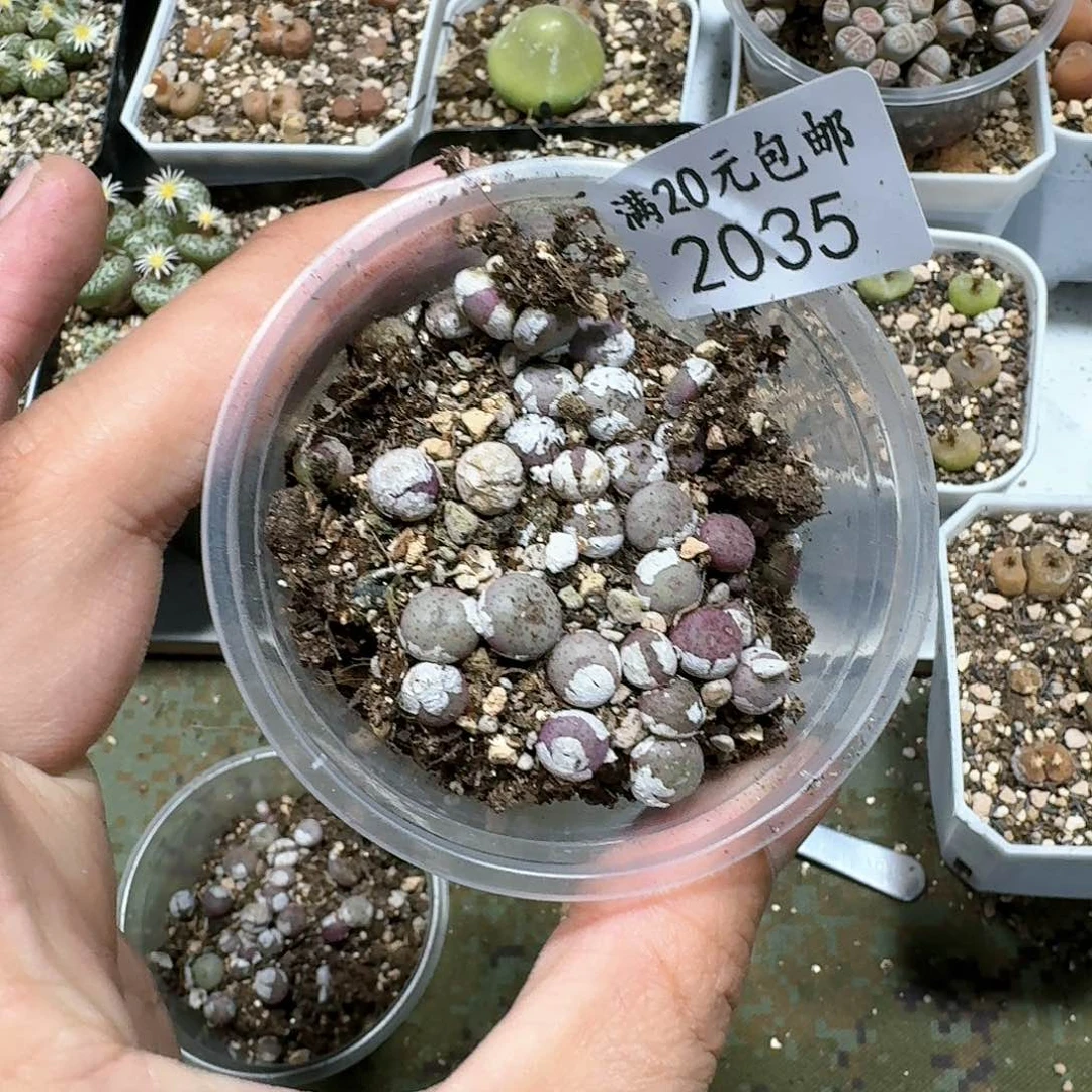 脱****马2035。肉锥植物。小拳拳