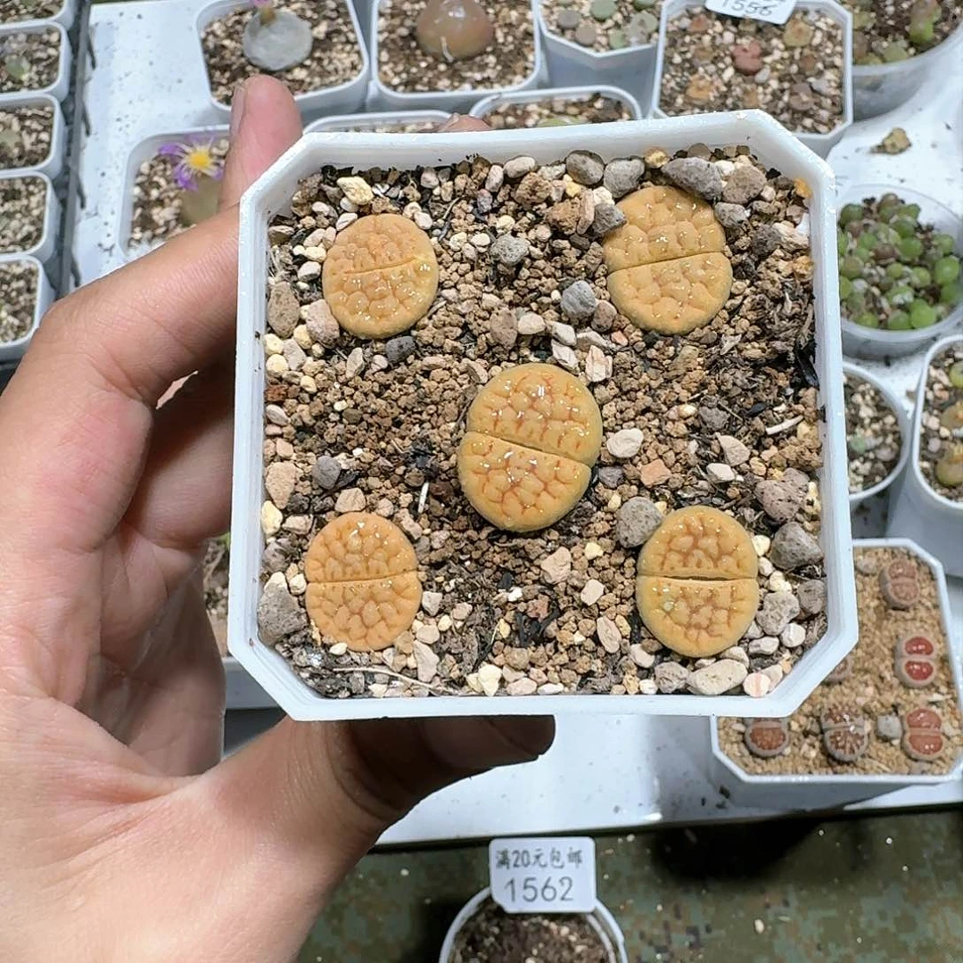 1565。黄绿富贵 带盆土发货