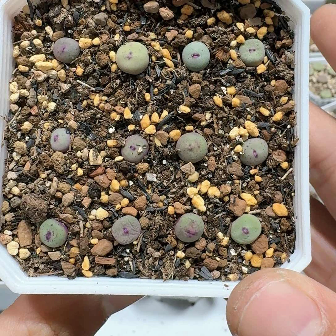 2315。小红嘴。脱土发货