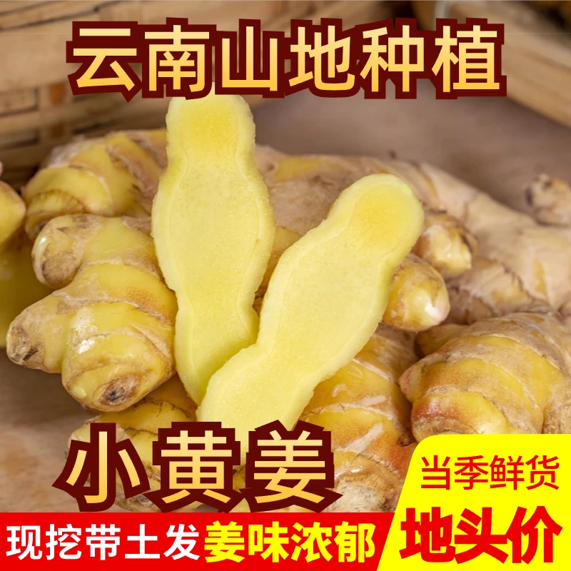 小黄姜云南山地种植小黄姜煲汤浓香辛辣现挖生姜带土发辛辣够味