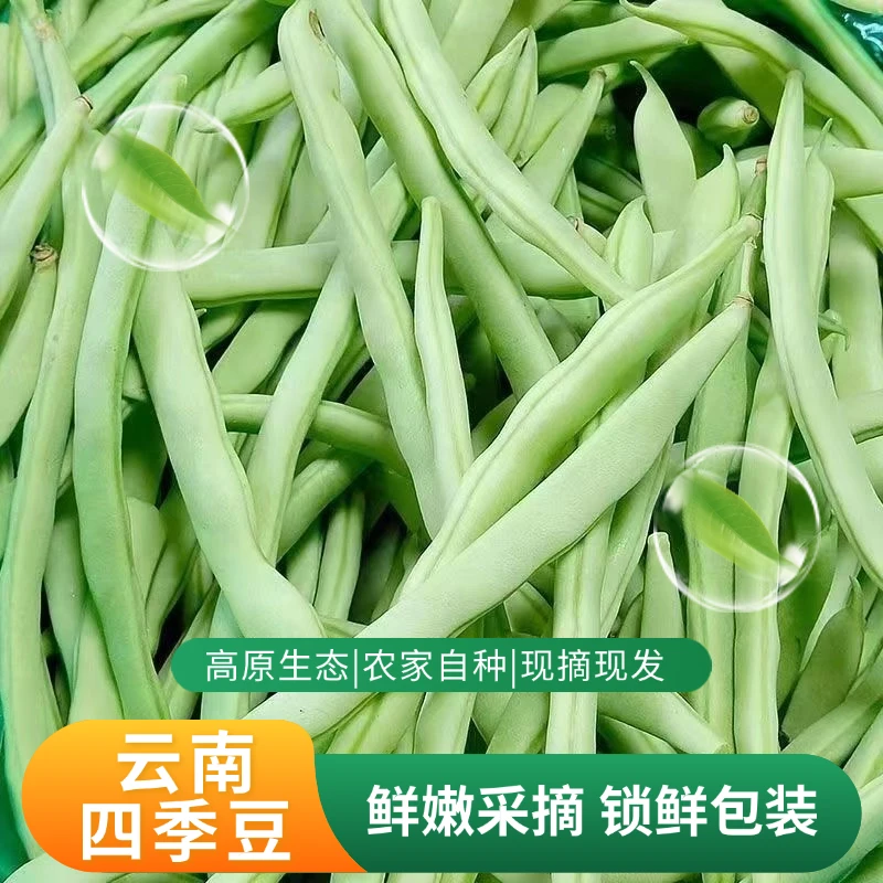 优质四季豆角3斤5斤云南高原蔬菜鲜嫩无筋芸豆新鲜豆类现摘现发