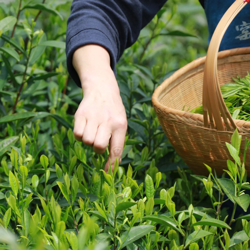 八仙毛尖谷雨高山茶平利茶叶女娲茶鲜爽陕南绿茶炒青绿茶富硒茶