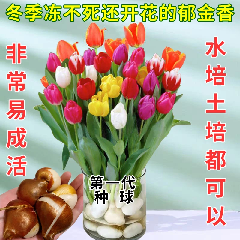 进口郁金香种球花卉耐寒好养水培郁金香种球阳台庭院花海秋冬种植