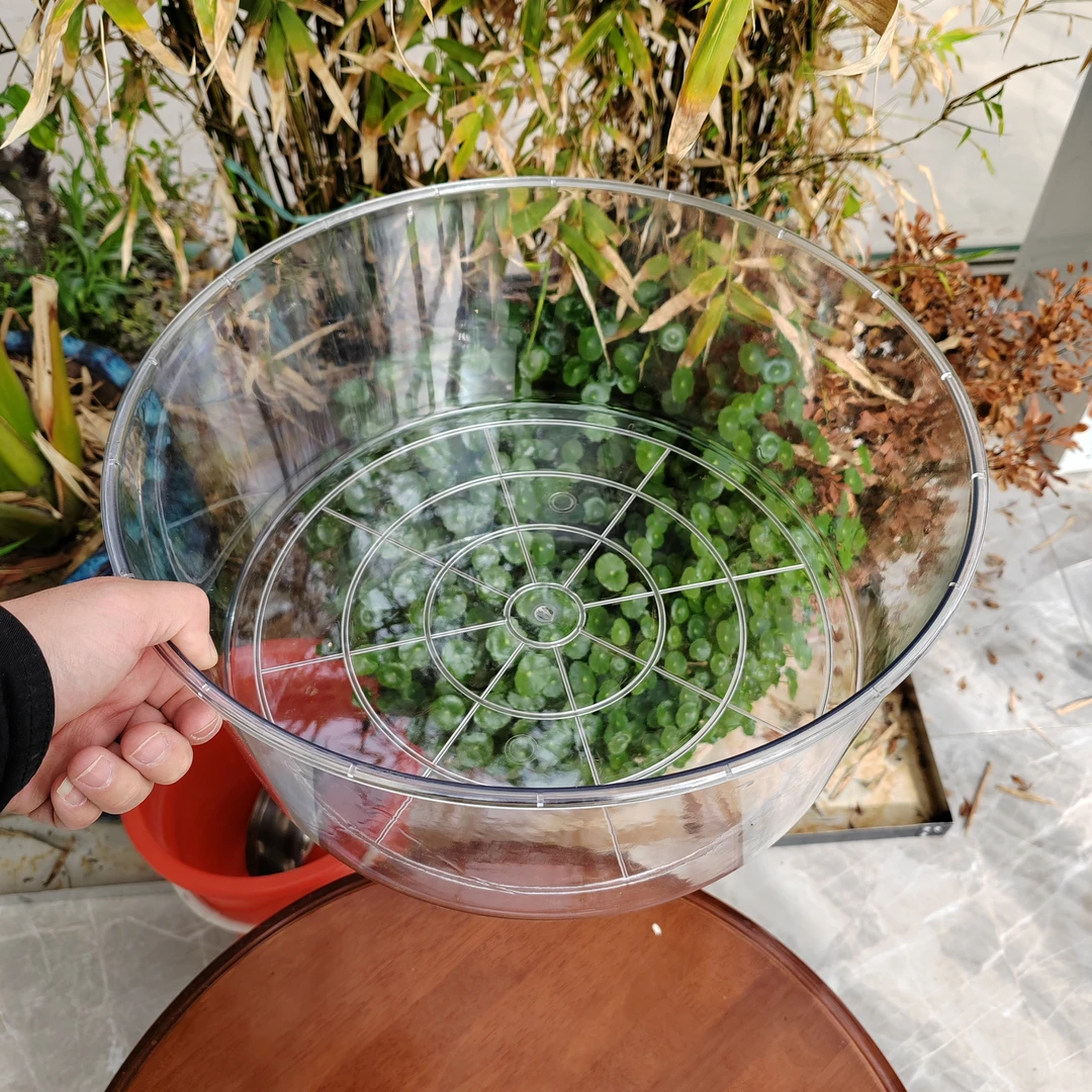 295圆笼专用防撒盆底部直径33厘米高15厘米高透明