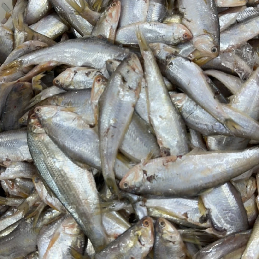 大连新鲜油扣毛扣全国顺丰包邮（大小混搭，嫌小勿拍）