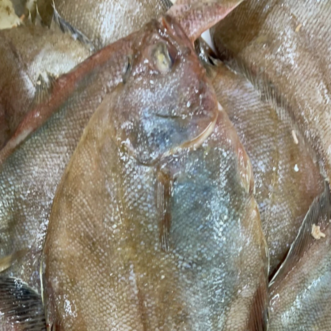 大连新鲜偏口鱼顺丰包邮4斤