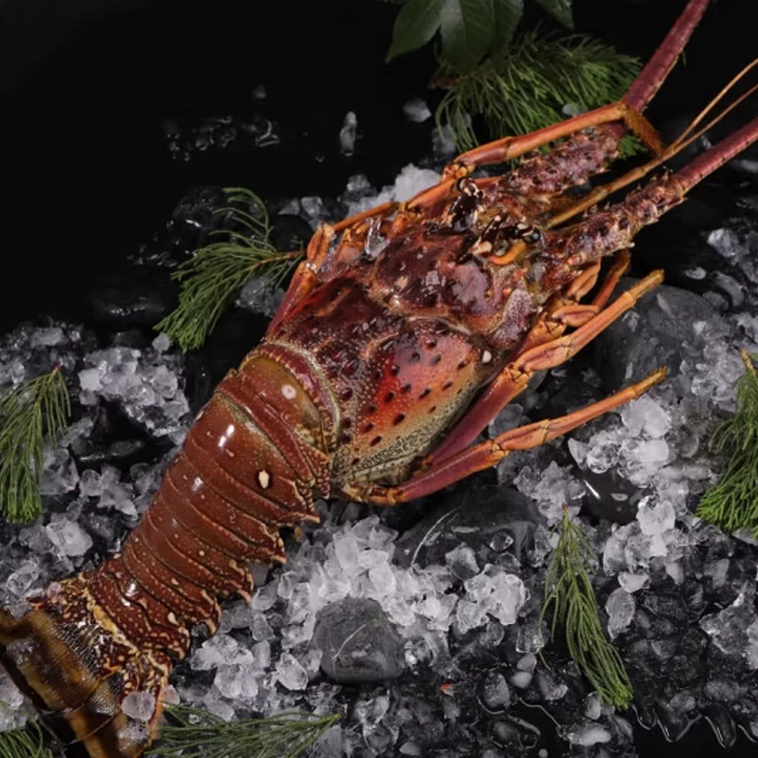 活冻精品古巴龙虾 1.8斤-2.3斤（礼盒装）