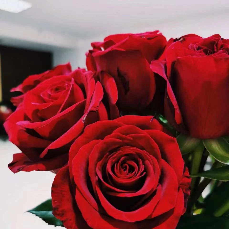 红玫瑰鲜花云南基地包邮婚庆节日送礼