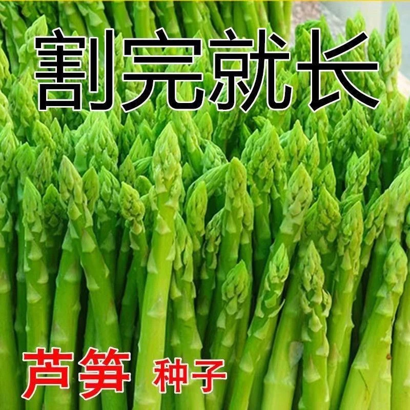 芦笋种子四季种植蔬菜之王进口绿芦笋种籽抗热耐寒高营养蔬菜种子