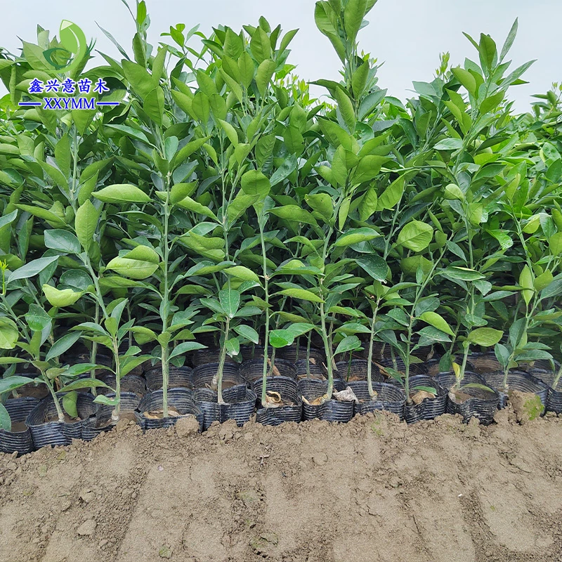 爱媛38号树苗果冻橙春见耙耙柑树苗沃柑赣南脐橙纽荷尔带土杯苗