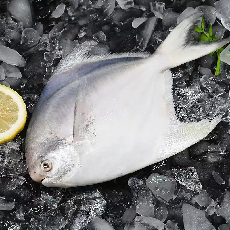 阿胖推荐~冰冻小鲳鱼，10条起拍，肉质鲜美细腻